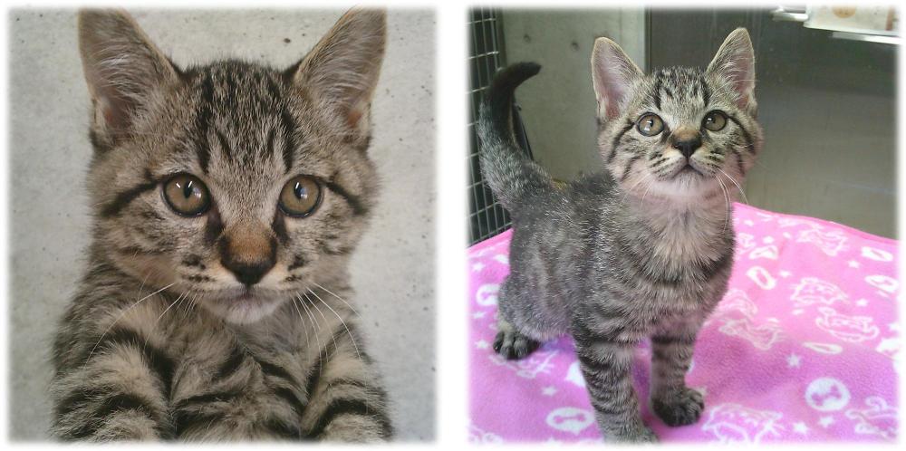 キジトラの猫がこちらを見ています。