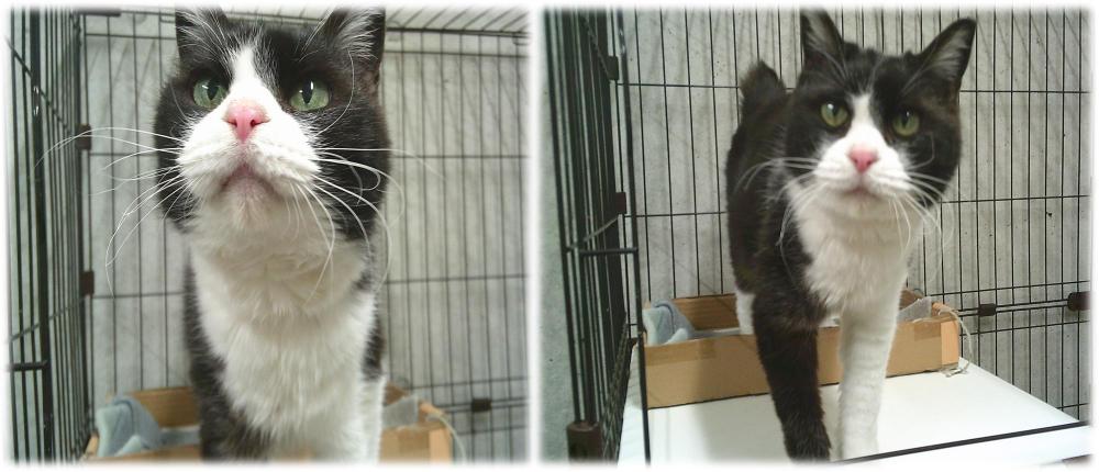 白黒の猫がこちらを見ています。