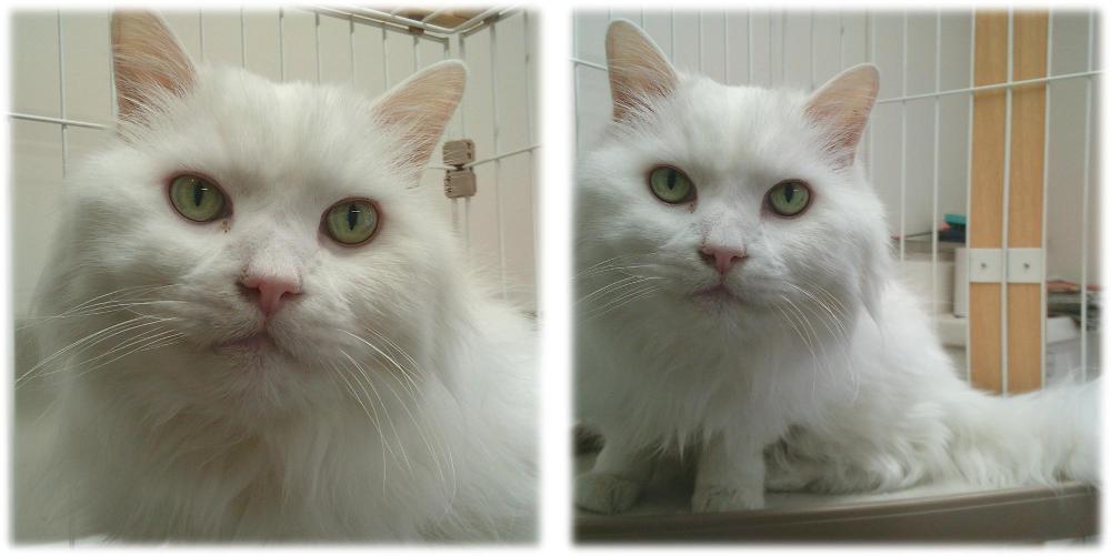 長毛の白猫がこちらを見ています。