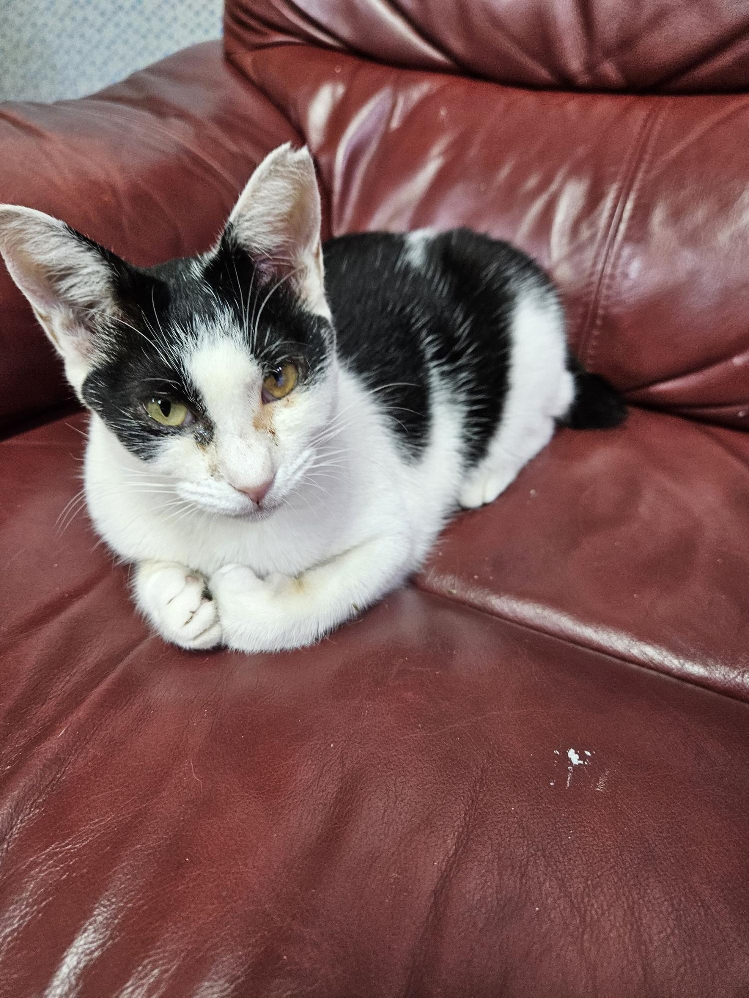 白黒の猫がこちらを見ています。