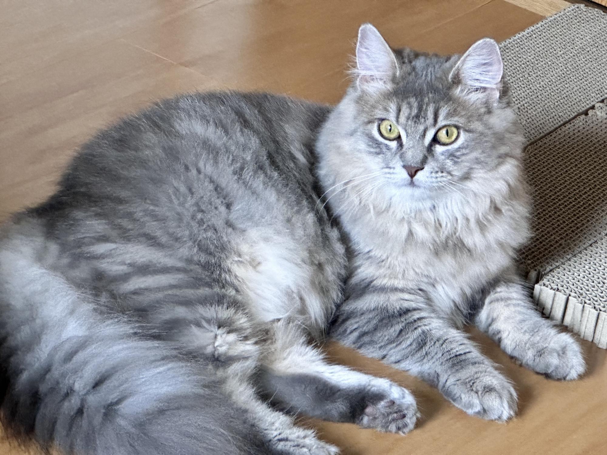 長毛の猫がこちらを見ています。