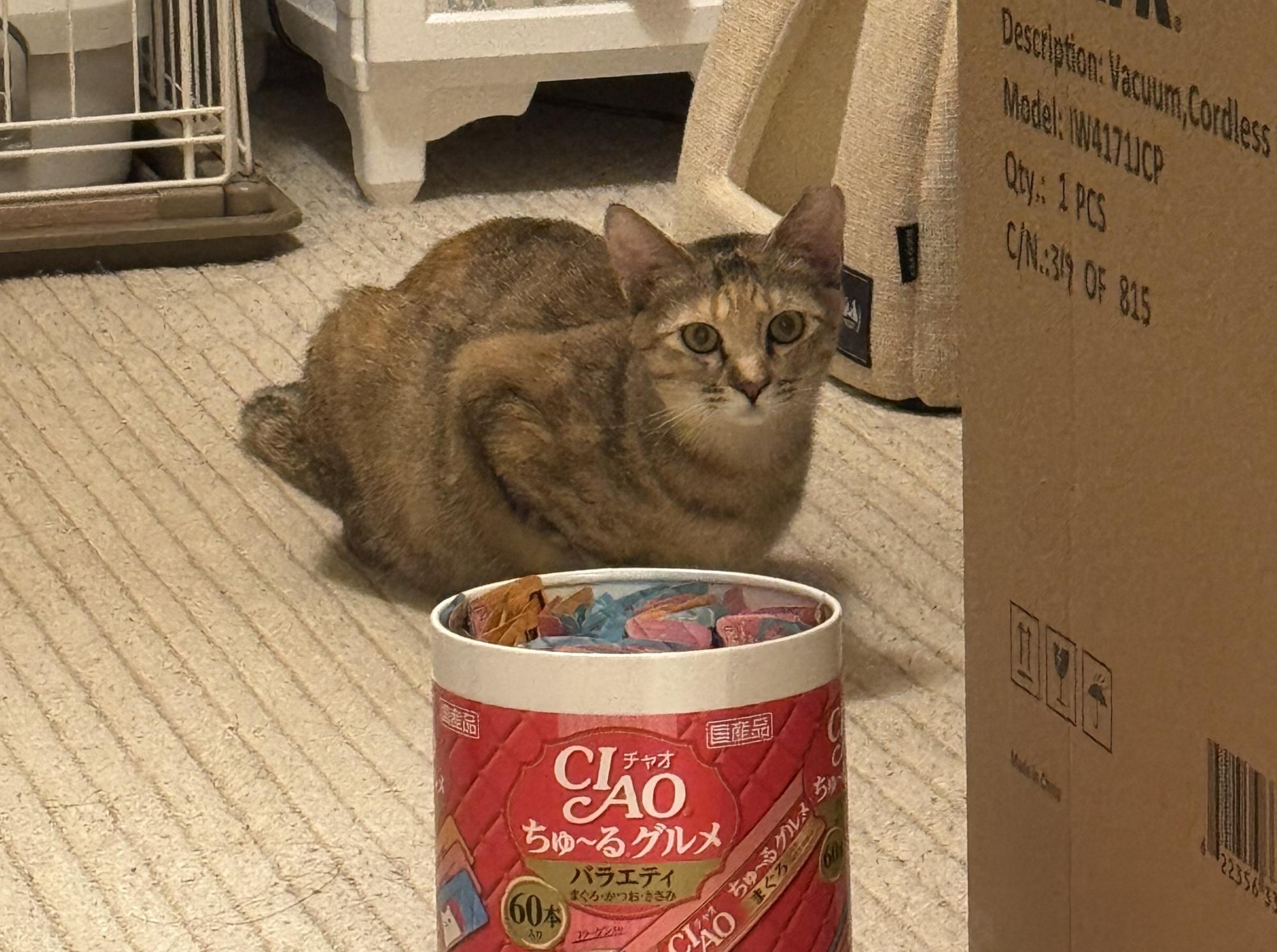 キジトラの猫がこちらを見ています。