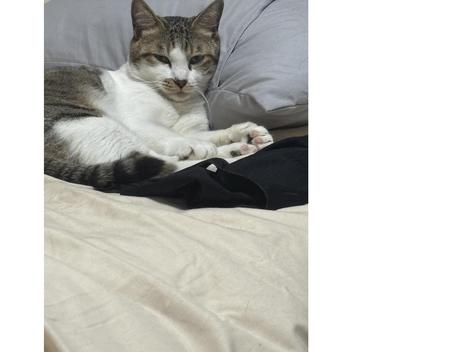 キジ白の猫がこちらを見ています