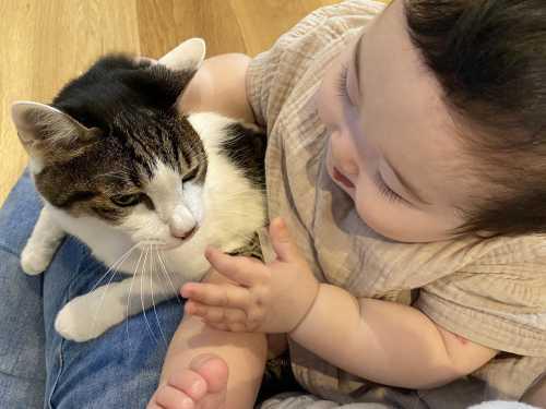 猫の顔をさわろうと赤ちゃんが笑顔で手を差し出している写真