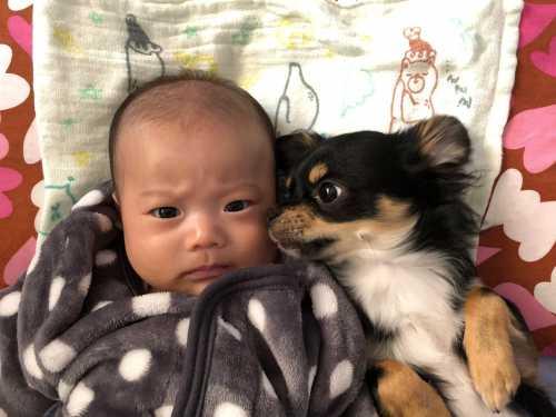 寝ている赤ちゃんの横で添い寝をする様に犬が赤ちゃんに顔を近づけている写真
