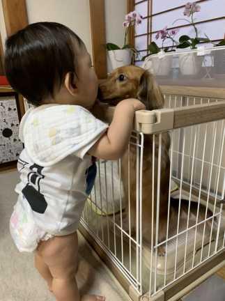 赤ちゃんが柵に手をかけ立っていて、柵の中にいる犬とキスをしている写真
