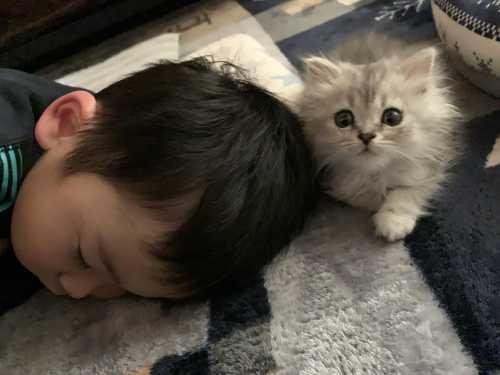 うつ伏せで寝ている子供の頭の上側に、カメラ目線で目を大きくあけて座る猫の写真