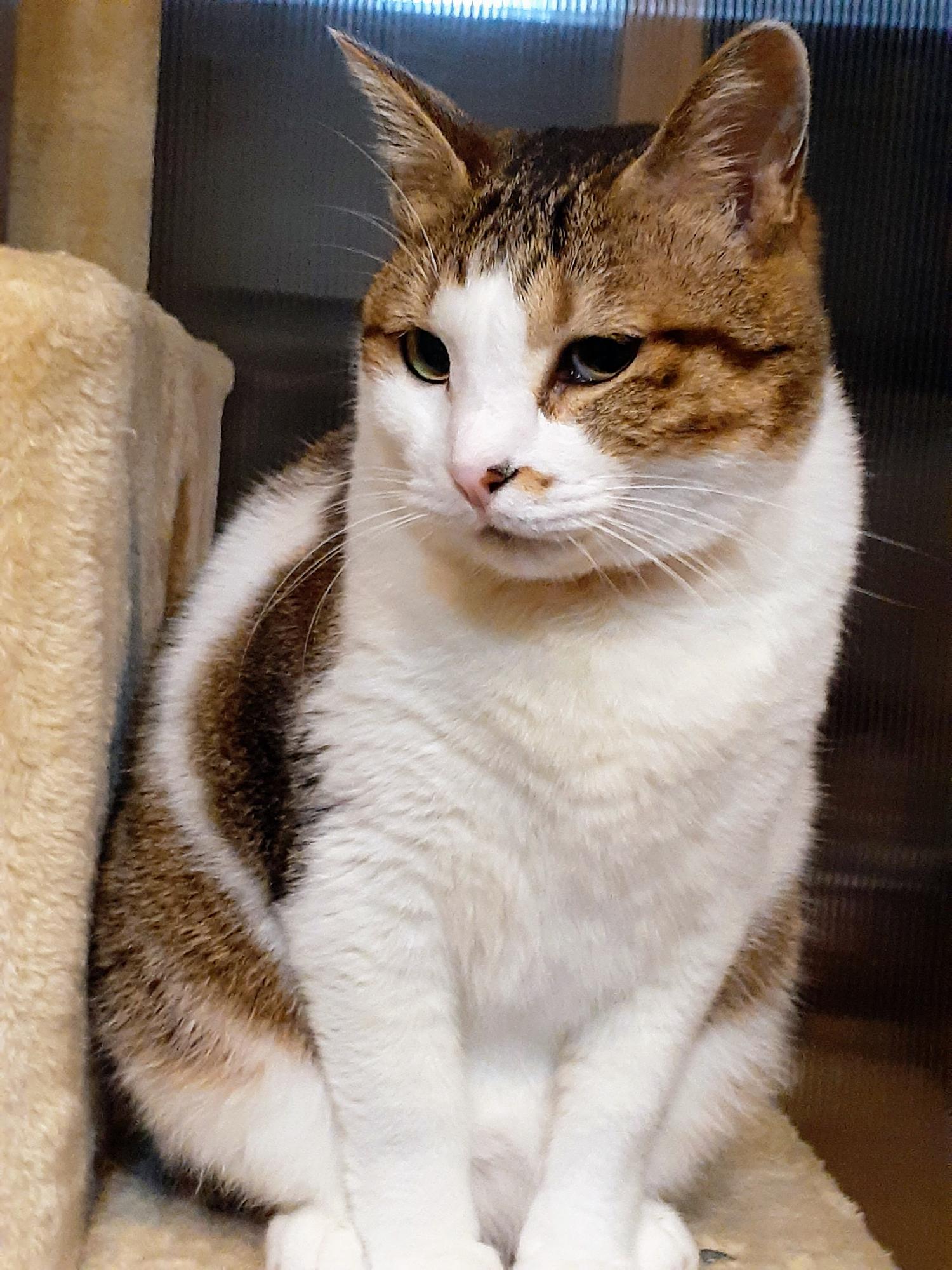 白キジ猫が座っている