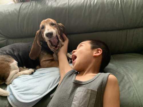 手前にいる男の子と後ろのソファーに座っている犬がそれぞれ大きく口を開けて同じ顔をしている写真