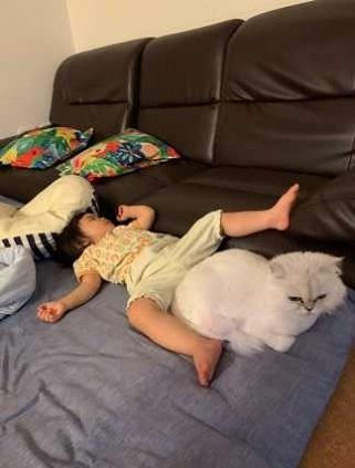 布団の上に子供が寝ていて、子供の足の間に白い猫が座っている写真