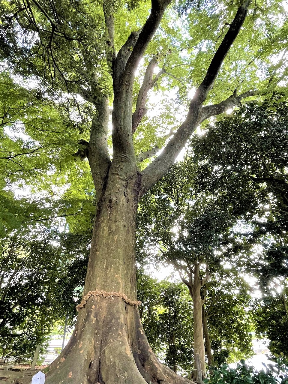 金沢市の保存樹／金沢市公式ホームページ いいね金沢