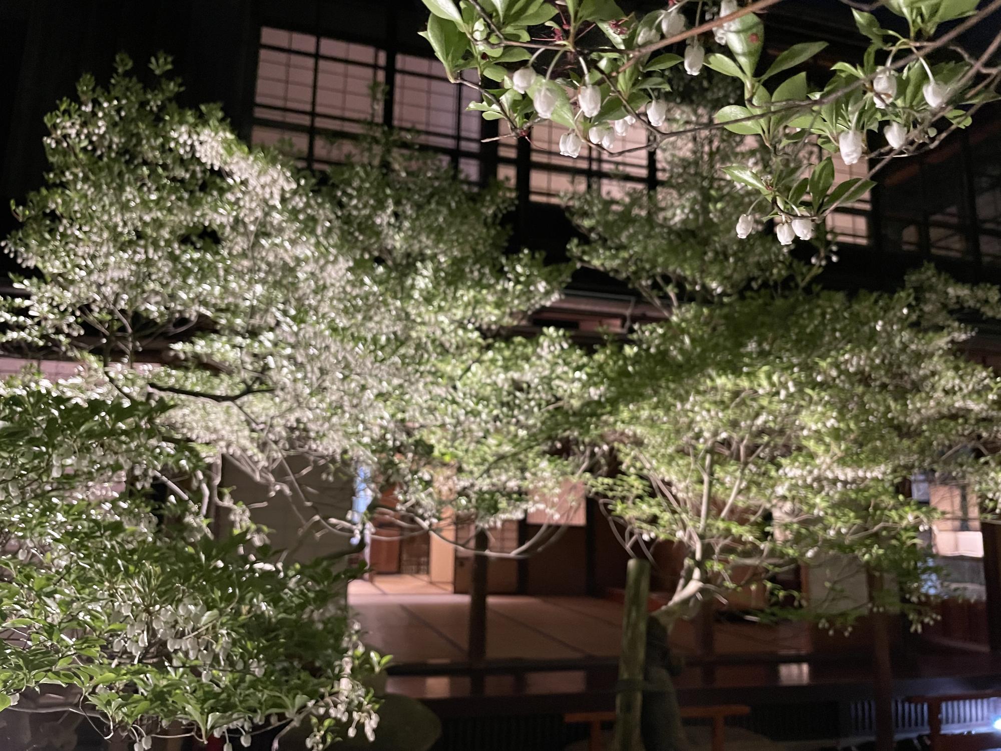 （イメージ）武家屋敷 寺島蔵人邸 春の宵 ドウダンツツジのライトアップ