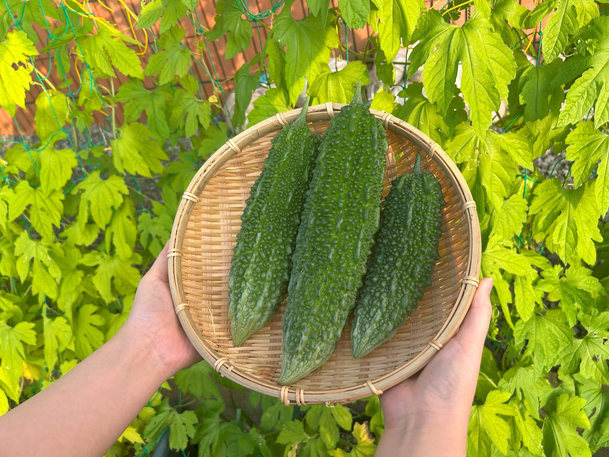収穫したゴーヤ