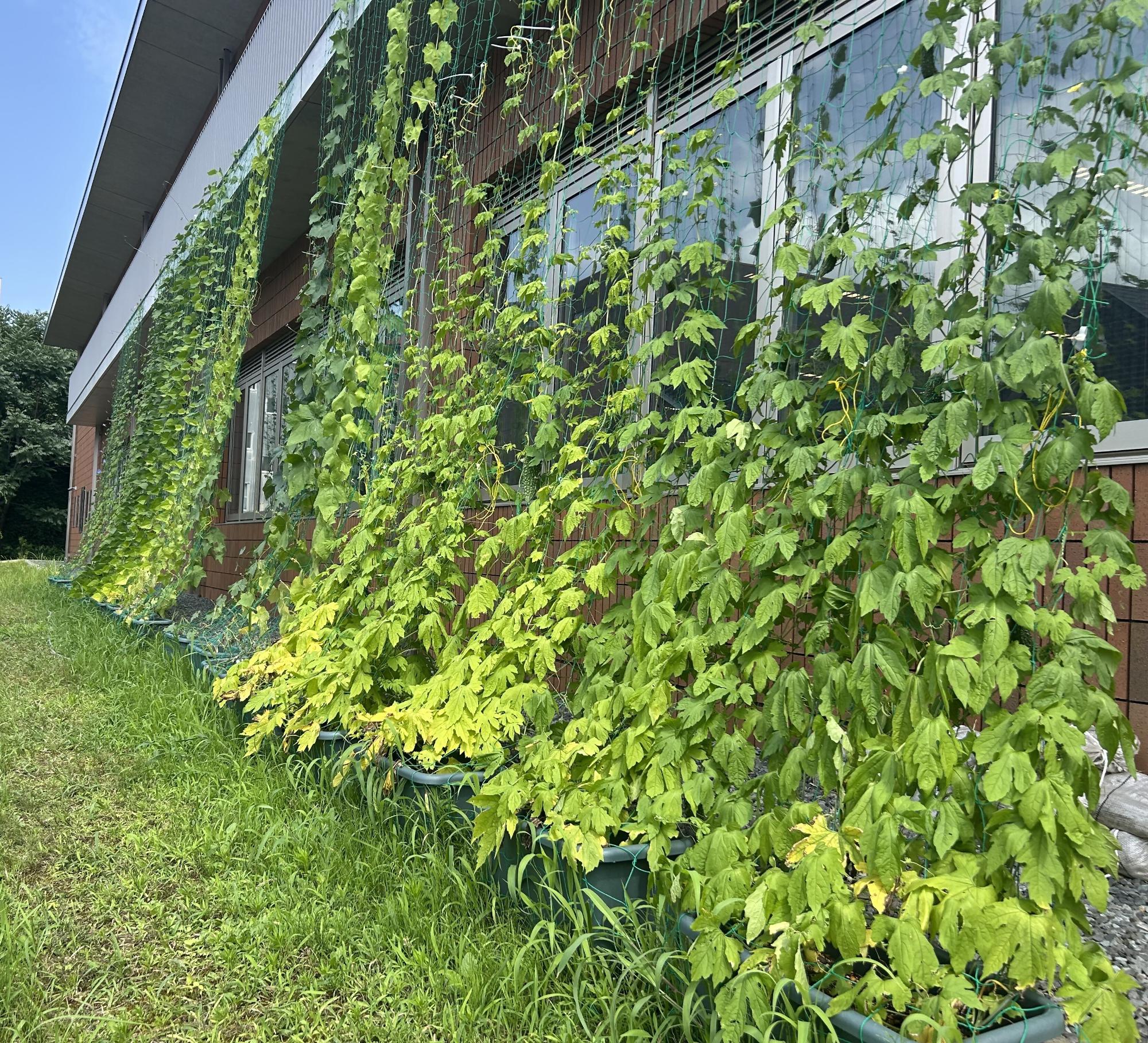 グリーンカーテンの様子