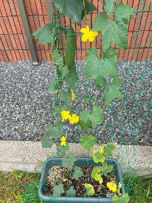 ヘチマの花と実