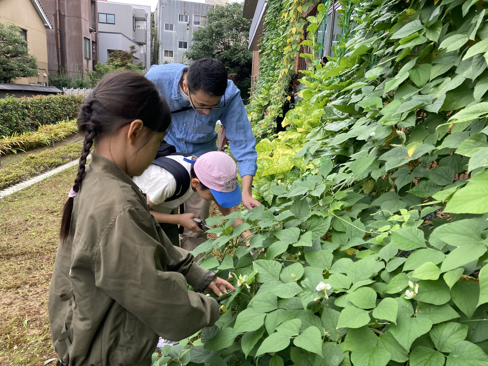 加賀つるまめの収穫の様子