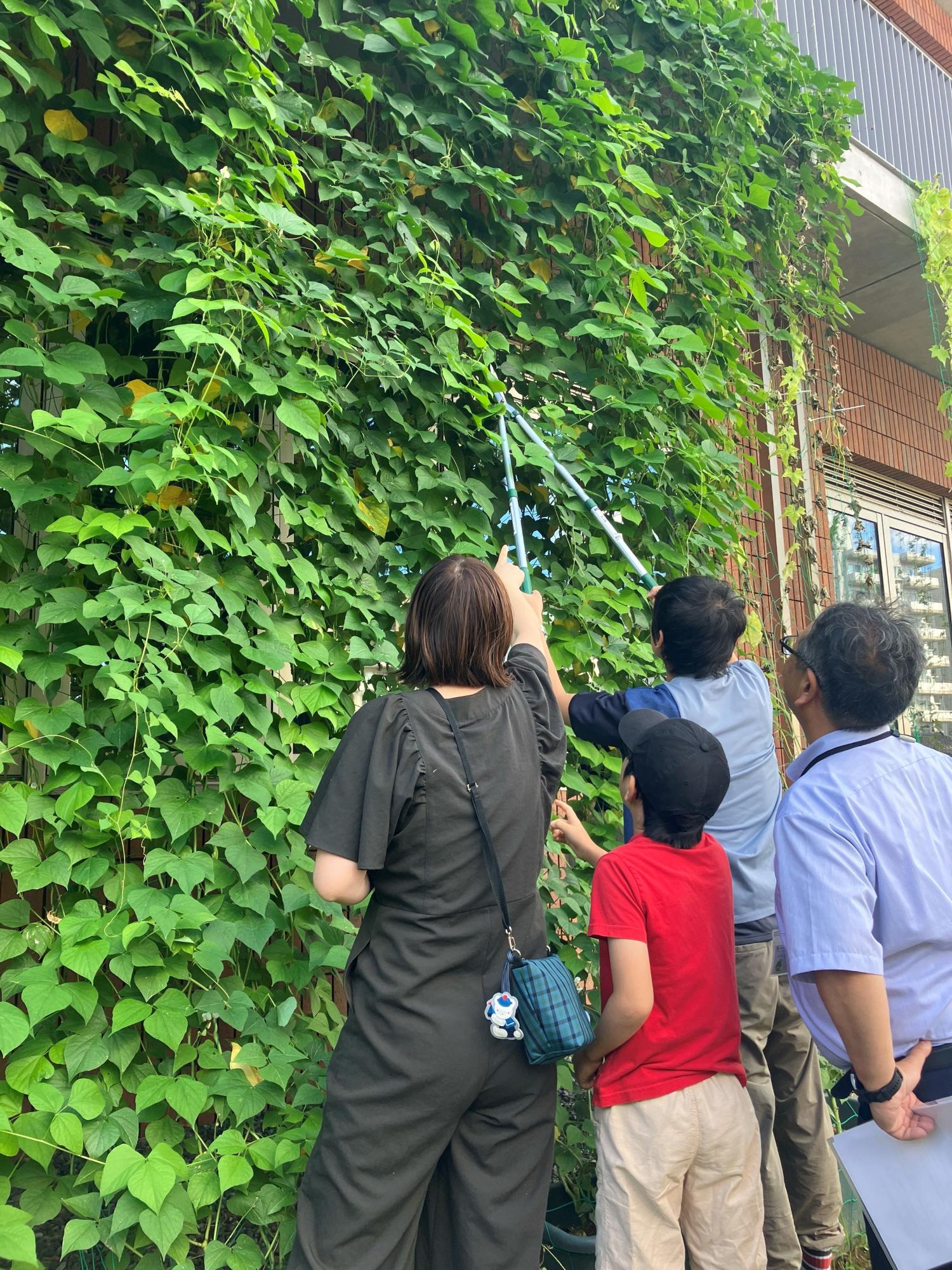 加賀つる豆を収穫する様子