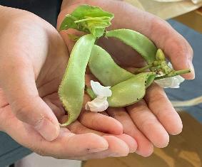 収穫した加賀つる豆