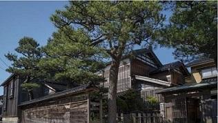 門と塀の間に大きな木がそびえたつ国指定有形文化財の観田家住宅の外観写真