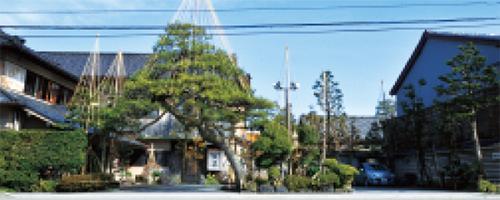 迎賓館日本料理つば甚の入り口前に大きな松の木がある写真