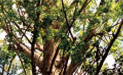 大きく太い幹と枝が伸び緑の葉が生い茂っているイチョウの木の写真