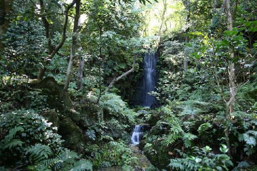 緑の生い茂る木々の中に水が勢いよく流れ落ちている滝のある辻家庭園の写真