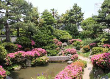 庭園内に池や松の木などの庭木が植えられ、至る所にピンク色のツツジなどが咲いている千田家庭園の写真