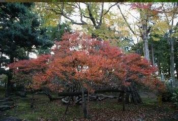 中央の赤く紅葉しているドウダンツツジと後ろの木々が紅葉している写真