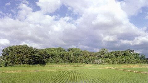 青空に白い雲の中、田んぼの奥に広がる大野湊神社社叢の写真