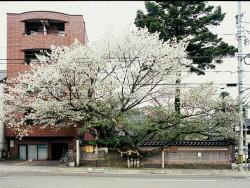 道路沿いの松月寺境内にある満開に咲いた松月櫻のの写真
