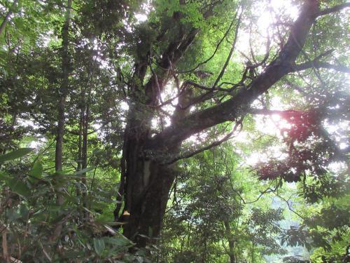 沢山の木々が生えている中に一際幹の太いイタヤカエデが生えている写真
