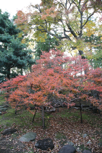 赤く紅葉しているドウダンツツジや、ドウダンツツジの後ろの大きな木が赤や黄色に紅葉している写真