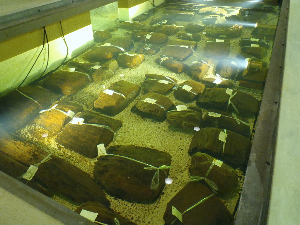 金沢市埋蔵文化財収蔵庫の館内で水中保存されている木柱根の写真