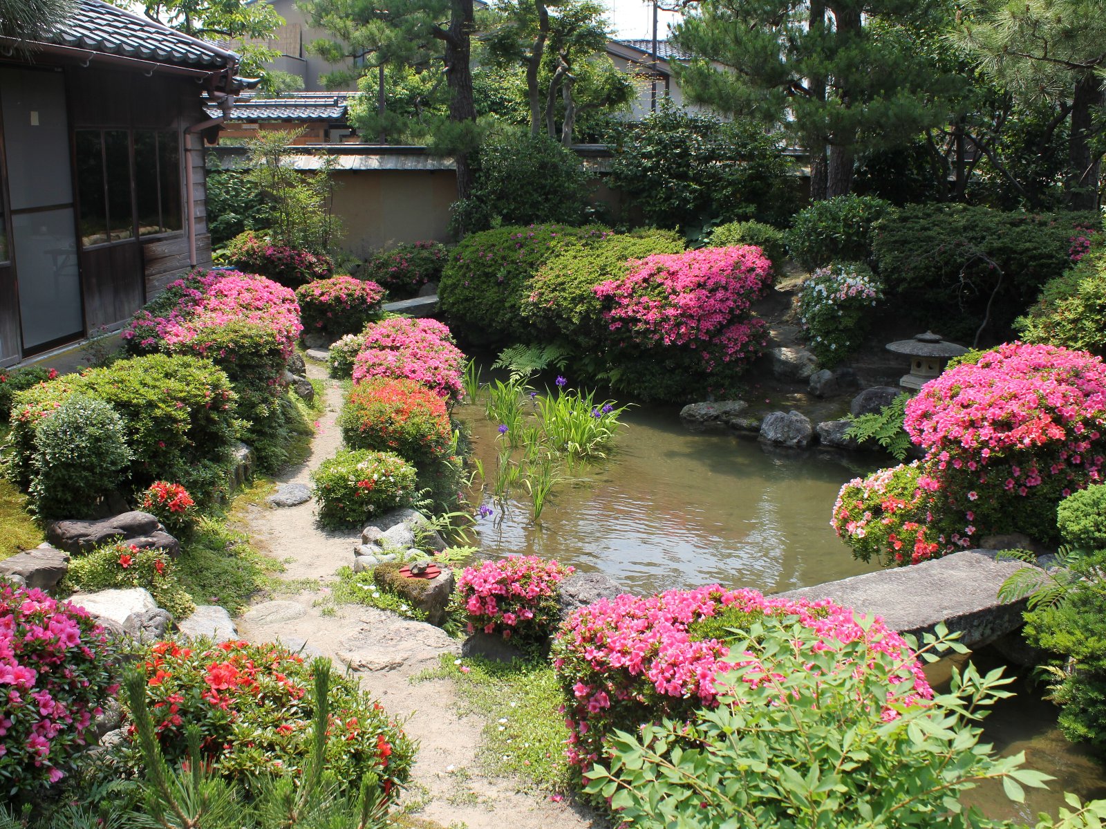 庭園内に池や松の木などの庭木が植えられ、至る所にピンク色のツツジなどが咲いている千田家庭園の写真