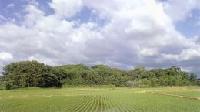 田んぼの奥に見える広大な大野湊神社社叢林の写真