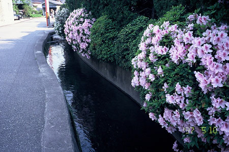 左の細い道路と、右側のピンク色の綺麗な花が咲いている敷地との間に流れている用水路の写真