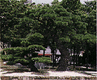 公園にある、大きな黒松の木の写真