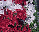 赤と白の花が咲いた、ツツジの花の写真