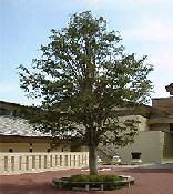 白い塀と建物の手前に、イチイの木が立たっている写真