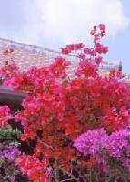 ピンクや濃いピンクの花が咲く「ブーゲンビレア」の写真