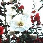 赤や白の花が咲いていて、白い花が開いたアップ写真