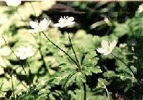 1本の茎から2輪の白い花が咲いているニリンソウの写真