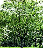 緑の葉でいっぱいのケヤキの木の写真