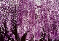 薄紫色の藤の花が垂れ下がって咲いた、藤の花の写真
