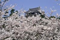 高い場所に岡崎城が背景に見える、桜が満開の写真