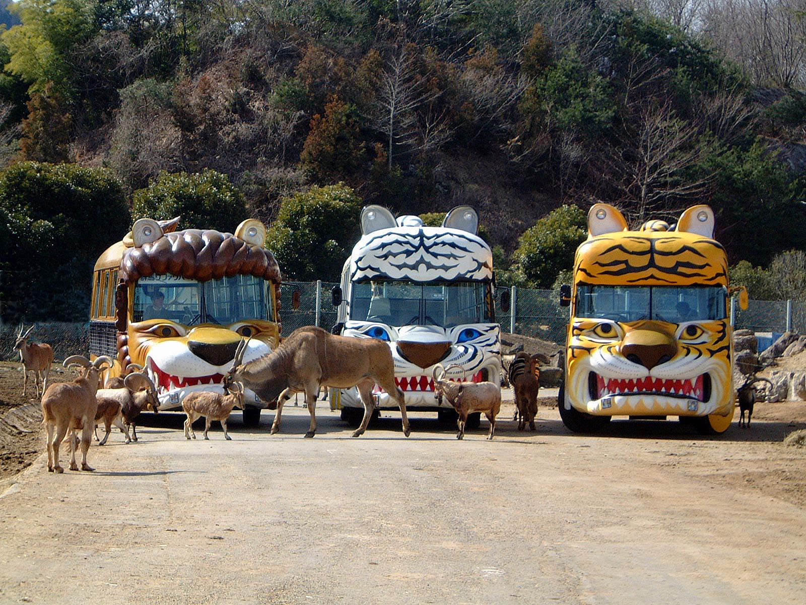 safaripark