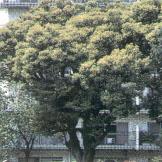 ブロッコリーのようなフォルムのシイの木の写真
