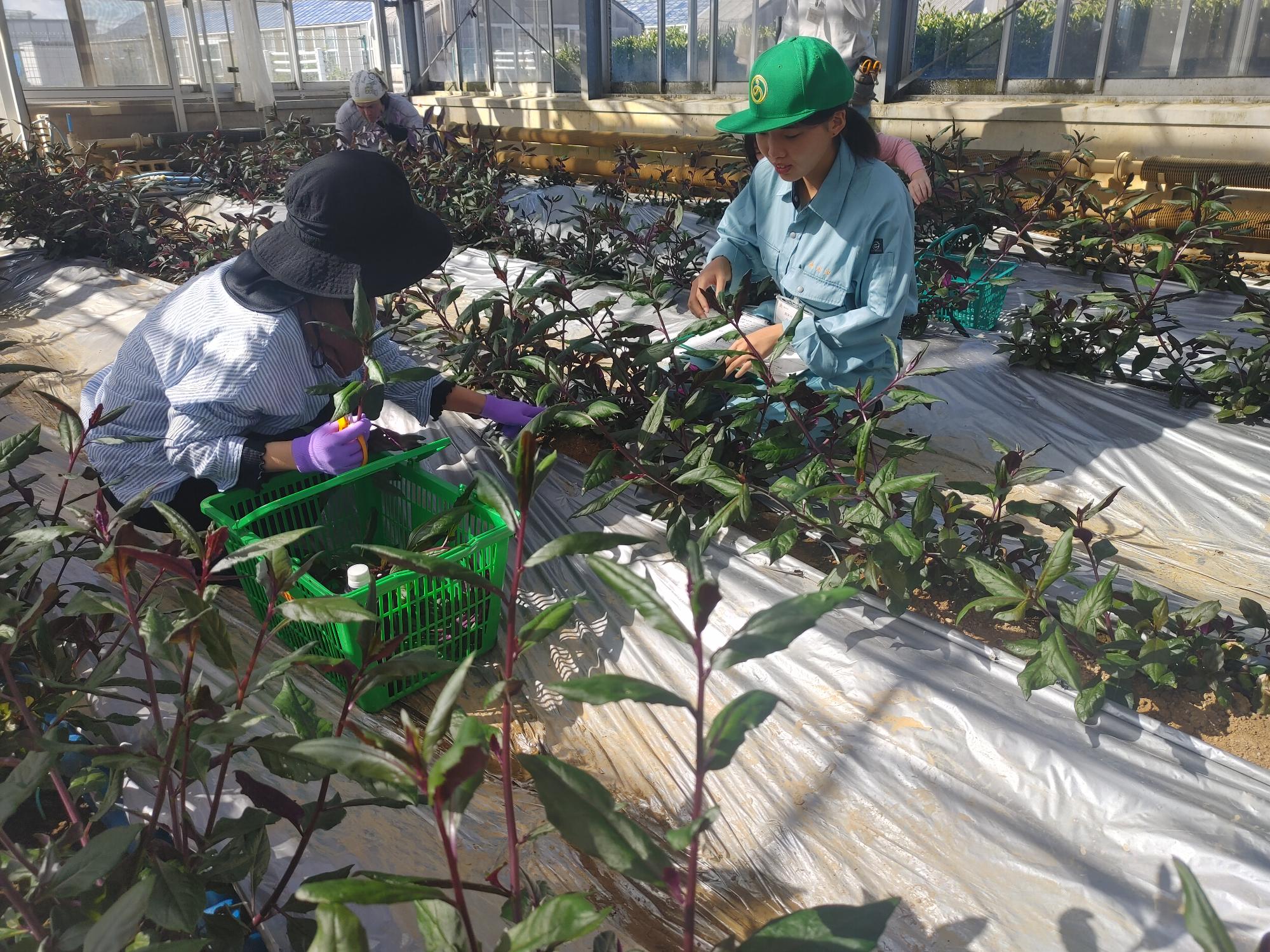 作業体験の様子