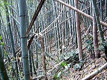 竹が枯れて茶色になり、倒れたり葉が落ちたりしている竹林の写真