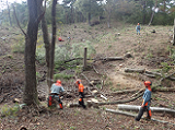 山の中で木が切り倒され、ヘルメットを被った男性達が作業をしている写真